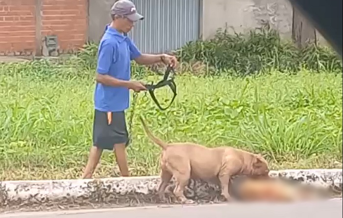 Vídeo impressionante mostra ataque brutal de pitbull a outro cão; assista!