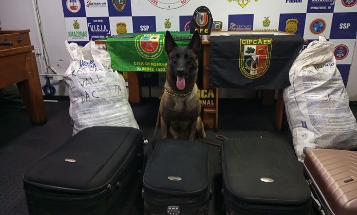 Droga apreendida avaliada em R$ 2 milhões estava em sacos de banana no AM