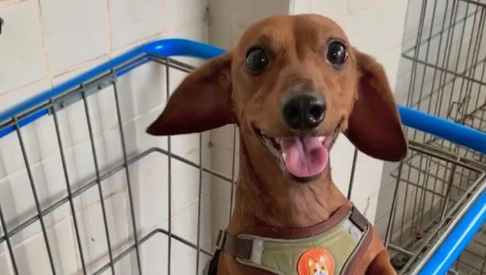 Cachorro é encontrado esfaqueado e jogado de prédio em condomínio