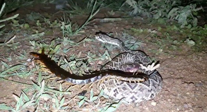 Lacraia ignora veneno mortal e devora cascavel em vídeo horripilante; veja