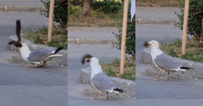 VÍDEO gaivota esfomeada surpreende e engole esquilo inteiro; veja