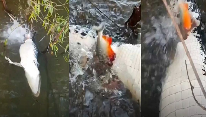 Piranhas devoram jacaré em rio no Tocantins; veja vídeo