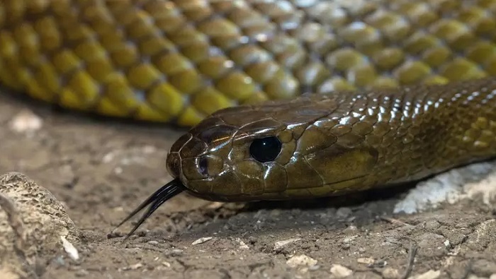 Qual é a cobra mais venenosa do mundo ASSISTA