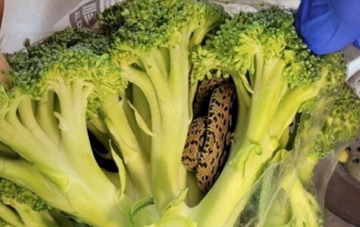 Susto! Cliente encontra cobra enrolada em brócolis comprado em mercado
