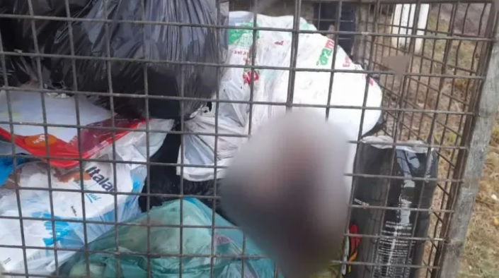 Moradores do Conjunto Nova Esperança flagram urubus devorando recém-nascido no lixo