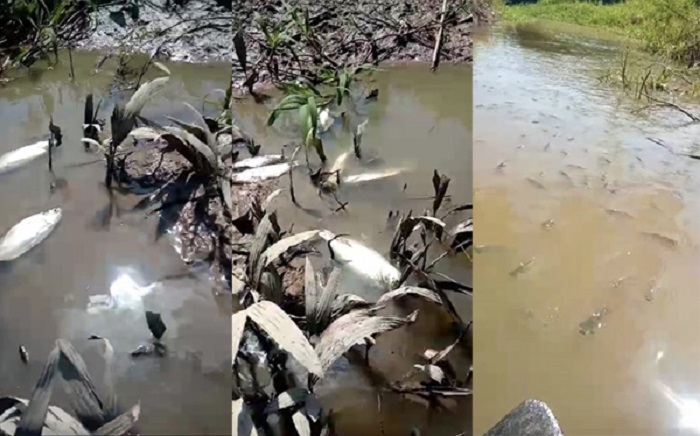 Prefeitura de Iranduba é acusada de cometer crime ambiental e causar morte de peixes; vídeo