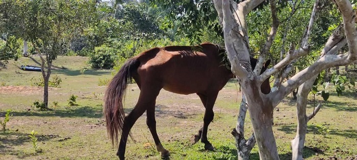 Seis cavalos em situação de maus tratos são resgatados no município de Rio Preto da Eva