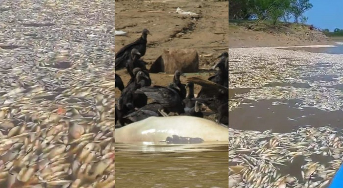 VÍDEO Vazante crítica em Manacapuru mata peixes por falta de oxigênio no Solimões