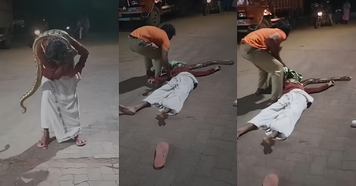 bêbado quase morre estrangulado por cobra píton