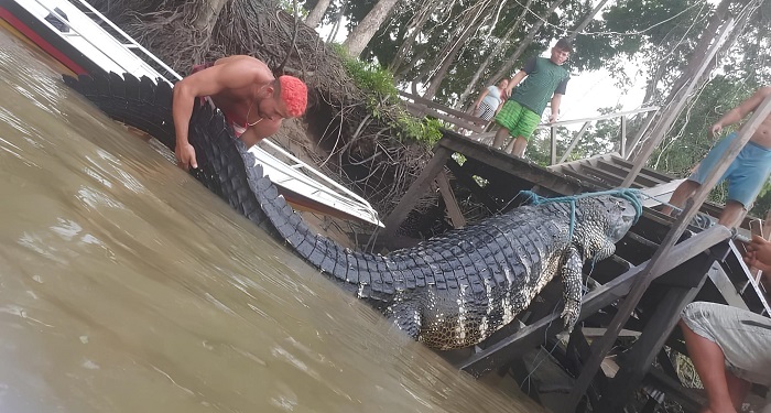 Jacaré gigante é capturado por pescadores na Amazônia