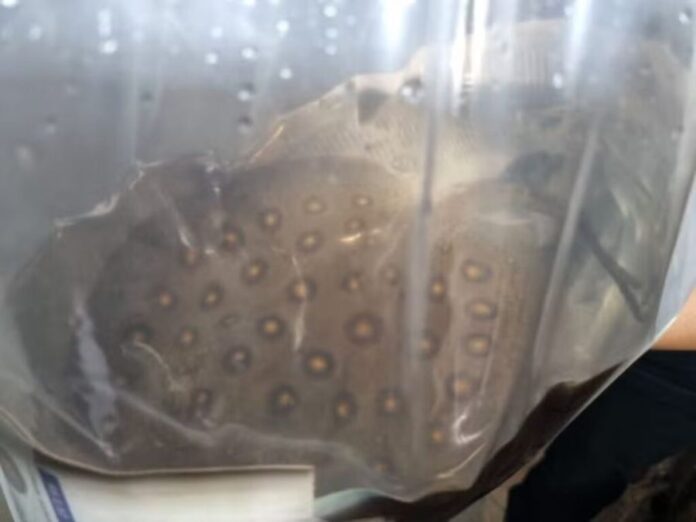 WhatsApp-Image-2024-04-05-at-09.09.19-1024x768-1 (1)