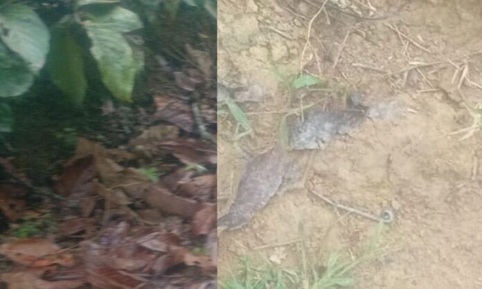 BeFunky-collage-2026-02-13T105917.544 (1)